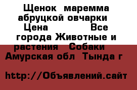 Щенок  маремма абруцкой овчарки › Цена ­ 50 000 - Все города Животные и растения » Собаки   . Амурская обл.,Тында г.